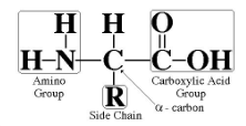 <p>Amino acids</p>