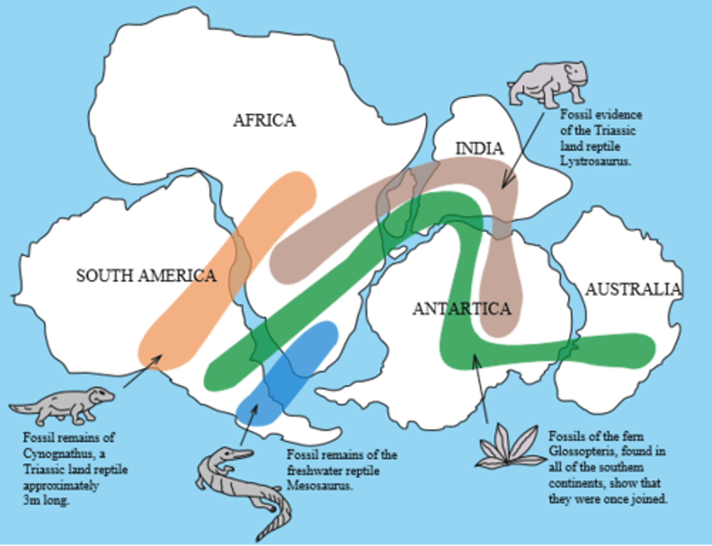 <p>Jigsaw Fit:</p><p>-Fossils and rocks of the same animal, found thousands of miles apart</p><p>-Continents look like they should fit together</p><p>-Rock types, layers and orders are the same, but thousands of miles apart</p><p>Palaeomagnetism:</p><p>-Magnetism of rocks will vary between north and south poles</p><p>-Changes magnetism every 250,000 years</p><p>-Strips of rock have different magnetisms</p><p>-New technology to find ridges on ocean floor</p><p>Seismic Waves:</p><p>-Monitoring stations monitor seismic waves bouncing off of things</p>