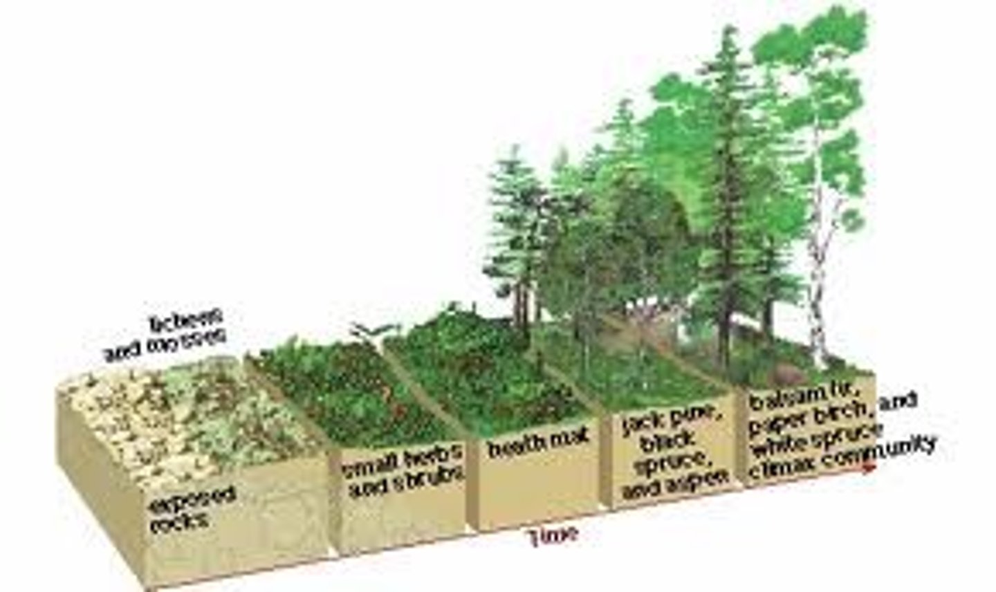 <p>The process of life that begins on a substrate that does not contain living organisms or soil. Examples are after a glacier retreats or a lava flow, where there is new, lifeless rock exposed. The process goes through a series of intermediate stages leading to a climax community.</p>