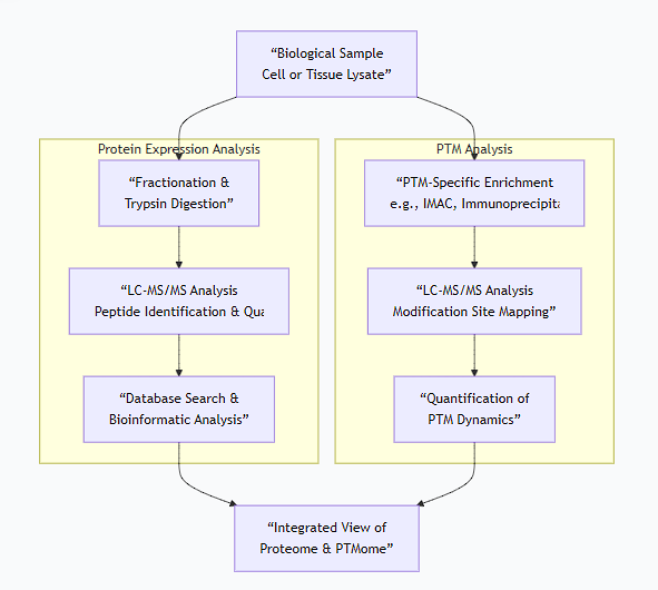 <p>Studying protein expression and post-translational modifications (PTMs) is fundamental to understanding protein function, regulation, and their role in health and disease. The field dedicated to this is <strong>Proteomics</strong>.</p><p class="ds-markdown-paragraph">Here is a discussion of the key methodological approaches, categorized by their primary goal.</p><div data-type="horizontalRule"><hr></div><p>Part 1: Methodological Approaches for Protein Expression</p><p class="ds-markdown-paragraph">The goal here is to identify which proteins are present and in what quantity.</p><p>1. <strong>Electrophoretic Techniques</strong></p><ul><li><p class="ds-markdown-paragraph"><strong>SDS-PAGE (Sodium Dodecyl Sulfate-Polyacrylamide Gel Electrophoresis):</strong></p><ul><li><p class="ds-markdown-paragraph"><strong>Principle:</strong> Separates proteins based primarily on <strong>molecular weight</strong>. SDS denatures proteins and gives them a uniform negative charge.</p></li><li><p class="ds-markdown-paragraph"><strong>Use:</strong> A foundational method for visualizing the total protein complement (a "proteome snapshot") and preparing samples for further analysis (e.g., Western Blot). It provides low resolution and is not for precise identification.</p></li></ul></li><li><p class="ds-markdown-paragraph"><strong>2D-Gel Electrophoresis (2D-DIGE):</strong></p><ul><li><p class="ds-markdown-paragraph"><strong>Principle:</strong> Separates proteins in two dimensions: first by <strong>isoelectric point (pI)</strong> and then by <strong>molecular weight</strong>.</p></li><li><p class="ds-markdown-paragraph"><strong>Use:</strong> Allows for the resolution of thousands of protein spots on a single gel. By comparing gels from different samples (e.g., healthy vs. diseased), one can identify proteins that are upregulated, downregulated, or modified (a PTM often changes the pI of a protein, causing a spot to shift).</p></li></ul></li></ul><p>2. <strong>Immunoassays</strong></p><ul><li><p class="ds-markdown-paragraph"><strong>Western Blot (Immunoblot):</strong></p><ul><li><p class="ds-markdown-paragraph"><strong>Principle:</strong> Proteins separated by SDS-PAGE are transferred to a membrane. A <strong>specific primary antibody</strong> is used to detect a target protein, followed by a labeled secondary antibody for visualization.</p></li><li><p class="ds-markdown-paragraph"><strong>Use:</strong> Excellent for <strong>targeted analysis</strong> of the expression level and approximate size of a specific, known protein. It is semi-quantitative.</p></li></ul></li><li><p class="ds-markdown-paragraph"><strong>Enzyme-Linked Immunosorbent Assay (ELISA):</strong></p><ul><li><p class="ds-markdown-paragraph"><strong>Principle:</strong> Uses antibodies immobilized on a plate to capture a specific protein from a complex mixture. A detection antibody is then used for quantification, often via an enzymatic colorimetric reaction.</p></li><li><p class="ds-markdown-paragraph"><strong>Use:</strong> Highly sensitive and <strong>quantitative</strong> method for measuring the concentration of a specific protein in a sample (e.g., in serum).</p></li></ul></li></ul><p>3. <strong>Mass Spectrometry (MS)-Based Proteomics</strong></p><p class="ds-markdown-paragraph">This is the cornerstone of modern, high-throughput proteomics.</p><ul><li><p class="ds-markdown-paragraph"><strong>Bottom-Up Proteomics (Shotgun Proteomics):</strong></p><ul><li><p class="ds-markdown-paragraph"><strong>Principle:</strong> The entire protein mixture is digested with a protease (like <strong>trypsin</strong>) into peptides. These peptides are separated by <strong>Liquid Chromatography (LC)</strong> and introduced into a <strong>mass spectrometer</strong>.</p></li><li><p class="ds-markdown-paragraph"><strong>The MS Workflow:</strong></p><ol><li><p class="ds-markdown-paragraph"><strong>Ionization:</strong> Peptides are ionized (e.g., by Electrospray Ionization - ESI).</p></li><li><p class="ds-markdown-paragraph"><strong>Mass Analysis 1:</strong> The mass-to-charge ratio (m/z) of all peptides is measured.</p></li><li><p class="ds-markdown-paragraph"><strong>Fragmentation:</strong> Selected peptides are fragmented, often by collision with gas (Collision-Induced Dissociation - CID).</p></li><li><p class="ds-markdown-paragraph"><strong>Mass Analysis 2:</strong> The m/z of the resulting fragment ions is measured.</p></li></ol></li><li><p class="ds-markdown-paragraph"><strong>Identification &amp; Quantification:</strong></p><ul><li><p class="ds-markdown-paragraph"><strong>Identification:</strong> The fragmentation pattern (MS/MS spectrum) acts as a "fingerprint" that is matched against theoretical spectra in a protein database.</p></li><li><p class="ds-markdown-paragraph"><strong>Quantification:</strong> Methods like <strong>Label-Free Quantification (LFQ)</strong>, <strong>TMT/iTRAQ (isobaric tags)</strong>, or <strong>SILAC (stable isotope labeling with amino acids in cell culture)</strong> allow for precise comparison of protein abundance across multiple samples.</p></li></ul></li></ul></li></ul><div data-type="horizontalRule"><hr></div><p>Part 2: Methodological Approaches for Post-Translational Modifications (PTMs)</p><p class="ds-markdown-paragraph">PTM analysis is more challenging because they are often sub-stoichiometric (not on every copy of a protein) and labile. The general strategy is to <strong>enrich</strong> for PTM-containing peptides before MS analysis.</p><p>1. <strong>Enrichment Strategies (Pre-MS)</strong></p><ul><li><p class="ds-markdown-paragraph"><strong>Phosphorylation (on Ser, Thr, Tyr):</strong></p><ul><li><p class="ds-markdown-paragraph"><strong>Enrichment Method:</strong> <strong>Immobilized Metal Affinity Chromatography (IMAC)</strong> or <strong>Metal Oxide Affinity Chromatography (MOAC)</strong> using TiO₂. These resins have high affinity for the negatively charged phosphate group.</p></li></ul></li><li><p class="ds-markdown-paragraph"><strong>Acetylation (on Lys):</strong></p><ul><li><p class="ds-markdown-paragraph"><strong>Enrichment Method:</strong> Immunoaffinity purification using <strong>pan-specific anti-acetyllysine antibodies</strong>.</p></li></ul></li><li><p class="ds-markdown-paragraph"><strong>Ubiquitination (on Lys):</strong></p><ul><li><p class="ds-markdown-paragraph"><strong>Enrichment Method:</strong> Use of antibodies or ubiquitin-binding domains. A common trick is to express a tagged version of ubiquitin (e.g., His-tag or HA-tag) and use affinity chromatography against the tag.</p></li></ul></li><li><p class="ds-markdown-paragraph"><strong>Glycosylation (on Asn, Ser, Thr):</strong></p><ul><li><p class="ds-markdown-paragraph"><strong>Enrichment Method:</strong> <strong>Lectin Affinity Chromatography</strong> (lectins are proteins that bind specific carbohydrate structures).</p></li></ul></li></ul><p>2. <strong>Analytical &amp; Detection Methods</strong></p><ul><li><p class="ds-markdown-paragraph"><strong>Mass Spectrometry (with enrichment):</strong> This is the primary tool. The workflow is similar to shotgun proteomics, but the sample is passed through an enrichment column first. The MS/MS spectrum can reveal the exact site of modification (e.g., a mass shift corresponding to a phosphate group (+80 Da) on a specific serine residue in the peptide sequence).</p></li><li><p class="ds-markdown-paragraph"><strong>Western Blot with PTM-Specific Antibodies:</strong></p><ul><li><p class="ds-markdown-paragraph"><strong>Principle:</strong> Uses antibodies that specifically recognize a protein only when it is modified (e.g., anti-phospho-ERK, anti-acetyl-p53).</p></li><li><p class="ds-markdown-paragraph"><strong>Use:</strong> Simple, accessible method to monitor the modification status of a specific protein. Often used in signaling studies to see if a pathway is activated.</p></li></ul></li><li><p class="ds-markdown-paragraph"><strong>Edman Degradation &amp; Amino Acid Analysis:</strong></p><ul><li><p class="ds-markdown-paragraph"><strong>Principle:</strong> Classical chemical methods. Edman degradation can sometimes identify modified N-terminal, while amino acid analysis can detect unusual amino acids like phosphoamino acids.</p></li><li><p class="ds-markdown-paragraph"><strong>Use:</strong> Largely superseded by MS but can be useful for specific applications.</p></li></ul></li><li><p class="ds-markdown-paragraph"><strong>Phos-tag</strong><span data-name="tm" data-type="emoji">™</span><strong> SDS-PAGE:</strong></p><ul><li><p class="ds-markdown-paragraph"><strong>Principle:</strong> A phosphate-binding molecule is incorporated into the polyacrylamide gel. This retards the migration of phosphorylated proteins, allowing for visualization of phosphorylation status directly from a gel.</p></li></ul></li></ul><p>Integrated Workflow for Expression and PTM Analysis</p><p class="ds-markdown-paragraph">A typical modern proteomics experiment integrates these methods, as illustrated below:</p><p>Summary Table of Key Methods</p><table style="min-width: 100px;"><colgroup><col style="min-width: 25px;"><col style="min-width: 25px;"><col style="min-width: 25px;"><col style="min-width: 25px;"></colgroup><tbody><tr><th colspan="1" rowspan="1" style="border-bottom: 1.06667px solid rgba(0, 0, 0, 0.12); font: 500 15px / 25px quote-cjk-patch, Inter, system-ui, -apple-system, BlinkMacSystemFont, &quot;Segoe UI&quot;, Roboto, Oxygen, Ubuntu, Cantarell, &quot;Open Sans&quot;, &quot;Helvetica Neue&quot;, sans-serif; border-top: none; padding: 10px 16px 10px 0px; text-align: left;"><p><strong>Goal</strong></p></th><th colspan="1" rowspan="1" style="border-bottom: 1.06667px solid rgba(0, 0, 0, 0.12); font: 500 15px / 25px quote-cjk-patch, Inter, system-ui, -apple-system, BlinkMacSystemFont, &quot;Segoe UI&quot;, Roboto, Oxygen, Ubuntu, Cantarell, &quot;Open Sans&quot;, &quot;Helvetica Neue&quot;, sans-serif; border-top: none; padding: 10px 16px; text-align: left;"><p><strong>Method</strong></p></th><th colspan="1" rowspan="1" style="border-bottom: 1.06667px solid rgba(0, 0, 0, 0.12); font: 500 15px / 25px quote-cjk-patch, Inter, system-ui, -apple-system, BlinkMacSystemFont, &quot;Segoe UI&quot;, Roboto, Oxygen, Ubuntu, Cantarell, &quot;Open Sans&quot;, &quot;Helvetica Neue&quot;, sans-serif; border-top: none; padding: 10px 16px; text-align: left;"><p><strong>Key Principle</strong></p></th><th colspan="1" rowspan="1" style="border-bottom: 1.06667px solid rgba(0, 0, 0, 0.12); font: 500 15px / 25px quote-cjk-patch, Inter, system-ui, -apple-system, BlinkMacSystemFont, &quot;Segoe UI&quot;, Roboto, Oxygen, Ubuntu, Cantarell, &quot;Open Sans&quot;, &quot;Helvetica Neue&quot;, sans-serif; border-top: none; padding: 10px 16px; text-align: left;"><p><strong>Throughput &amp; Application</strong></p></th></tr><tr><td colspan="1" rowspan="1" style="border-bottom: 1.06667px solid rgba(0, 0, 0, 0.1); font: 400 15px / 25px quote-cjk-patch, Inter, system-ui, -apple-system, BlinkMacSystemFont, &quot;Segoe UI&quot;, Roboto, Oxygen, Ubuntu, Cantarell, &quot;Open Sans&quot;, &quot;Helvetica Neue&quot;, sans-serif; min-width: 100px; max-width: max(30vw, 320px); padding: 10px 16px 10px 0px;"><p><strong>Protein Expression</strong></p></td><td colspan="1" rowspan="1" style="border-bottom: 1.06667px solid rgba(0, 0, 0, 0.1); font: 400 15px / 25px quote-cjk-patch, Inter, system-ui, -apple-system, BlinkMacSystemFont, &quot;Segoe UI&quot;, Roboto, Oxygen, Ubuntu, Cantarell, &quot;Open Sans&quot;, &quot;Helvetica Neue&quot;, sans-serif; min-width: 100px; max-width: max(30vw, 320px); padding: 10px 16px;"><p><strong>Western Blot</strong></p></td><td colspan="1" rowspan="1" style="border-bottom: 1.06667px solid rgba(0, 0, 0, 0.1); font: 400 15px / 25px quote-cjk-patch, Inter, system-ui, -apple-system, BlinkMacSystemFont, &quot;Segoe UI&quot;, Roboto, Oxygen, Ubuntu, Cantarell, &quot;Open Sans&quot;, &quot;Helvetica Neue&quot;, sans-serif; min-width: 100px; max-width: max(30vw, 320px); padding: 10px 16px;"><p>Antibody-based detection of specific protein.</p></td><td colspan="1" rowspan="1" style="border-bottom: 1.06667px solid rgba(0, 0, 0, 0.1); font: 400 15px / 25px quote-cjk-patch, Inter, system-ui, -apple-system, BlinkMacSystemFont, &quot;Segoe UI&quot;, Roboto, Oxygen, Ubuntu, Cantarell, &quot;Open Sans&quot;, &quot;Helvetica Neue&quot;, sans-serif; min-width: 100px; max-width: max(30vw, 320px); padding: 10px 0px 10px 16px;"><p>Low; targeted, semi-quantitative.</p></td></tr><tr><td colspan="1" rowspan="1" style="border-bottom: 1.06667px solid rgba(0, 0, 0, 0.1); font: 400 15px / 25px quote-cjk-patch, Inter, system-ui, -apple-system, BlinkMacSystemFont, &quot;Segoe UI&quot;, Roboto, Oxygen, Ubuntu, Cantarell, &quot;Open Sans&quot;, &quot;Helvetica Neue&quot;, sans-serif; min-width: 100px; max-width: max(30vw, 320px); padding: 10px 16px 10px 0px;"><p><strong>Protein Expression</strong></p></td><td colspan="1" rowspan="1" style="border-bottom: 1.06667px solid rgba(0, 0, 0, 0.1); font: 400 15px / 25px quote-cjk-patch, Inter, system-ui, -apple-system, BlinkMacSystemFont, &quot;Segoe UI&quot;, Roboto, Oxygen, Ubuntu, Cantarell, &quot;Open Sans&quot;, &quot;Helvetica Neue&quot;, sans-serif; min-width: 100px; max-width: max(30vw, 320px); padding: 10px 16px;"><p><strong>LC-MS/MS (Shotgun)</strong></p></td><td colspan="1" rowspan="1" style="border-bottom: 1.06667px solid rgba(0, 0, 0, 0.1); font: 400 15px / 25px quote-cjk-patch, Inter, system-ui, -apple-system, BlinkMacSystemFont, &quot;Segoe UI&quot;, Roboto, Oxygen, Ubuntu, Cantarell, &quot;Open Sans&quot;, &quot;Helvetica Neue&quot;, sans-serif; min-width: 100px; max-width: max(30vw, 320px); padding: 10px 16px;"><p>Mass spectrometry of all digested peptides.</p></td><td colspan="1" rowspan="1" style="border-bottom: 1.06667px solid rgba(0, 0, 0, 0.1); font: 400 15px / 25px quote-cjk-patch, Inter, system-ui, -apple-system, BlinkMacSystemFont, &quot;Segoe UI&quot;, Roboto, Oxygen, Ubuntu, Cantarell, &quot;Open Sans&quot;, &quot;Helvetica Neue&quot;, sans-serif; min-width: 100px; max-width: max(30vw, 320px); padding: 10px 0px 10px 16px;"><p>High; global, discovery-level.</p></td></tr><tr><td colspan="1" rowspan="1" style="border-bottom: 1.06667px solid rgba(0, 0, 0, 0.1); font: 400 15px / 25px quote-cjk-patch, Inter, system-ui, -apple-system, BlinkMacSystemFont, &quot;Segoe UI&quot;, Roboto, Oxygen, Ubuntu, Cantarell, &quot;Open Sans&quot;, &quot;Helvetica Neue&quot;, sans-serif; min-width: 100px; max-width: max(30vw, 320px); padding: 10px 16px 10px 0px;"><p><strong>Protein Quantification</strong></p></td><td colspan="1" rowspan="1" style="border-bottom: 1.06667px solid rgba(0, 0, 0, 0.1); font: 400 15px / 25px quote-cjk-patch, Inter, system-ui, -apple-system, BlinkMacSystemFont, &quot;Segoe UI&quot;, Roboto, Oxygen, Ubuntu, Cantarell, &quot;Open Sans&quot;, &quot;Helvetica Neue&quot;, sans-serif; min-width: 100px; max-width: max(30vw, 320px); padding: 10px 16px;"><p><strong>ELISA</strong></p></td><td colspan="1" rowspan="1" style="border-bottom: 1.06667px solid rgba(0, 0, 0, 0.1); font: 400 15px / 25px quote-cjk-patch, Inter, system-ui, -apple-system, BlinkMacSystemFont, &quot;Segoe UI&quot;, Roboto, Oxygen, Ubuntu, Cantarell, &quot;Open Sans&quot;, &quot;Helvetica Neue&quot;, sans-serif; min-width: 100px; max-width: max(30vw, 320px); padding: 10px 16px;"><p>Antibody-based capture and colorimetric readout.</p></td><td colspan="1" rowspan="1" style="border-bottom: 1.06667px solid rgba(0, 0, 0, 0.1); font: 400 15px / 25px quote-cjk-patch, Inter, system-ui, -apple-system, BlinkMacSystemFont, &quot;Segoe UI&quot;, Roboto, Oxygen, Ubuntu, Cantarell, &quot;Open Sans&quot;, &quot;Helvetica Neue&quot;, sans-serif; min-width: 100px; max-width: max(30vw, 320px); padding: 10px 0px 10px 16px;"><p>Low; targeted, highly quantitative.</p></td></tr><tr><td colspan="1" rowspan="1" style="border-bottom: 1.06667px solid rgba(0, 0, 0, 0.1); font: 400 15px / 25px quote-cjk-patch, Inter, system-ui, -apple-system, BlinkMacSystemFont, &quot;Segoe UI&quot;, Roboto, Oxygen, Ubuntu, Cantarell, &quot;Open Sans&quot;, &quot;Helvetica Neue&quot;, sans-serif; min-width: 100px; max-width: max(30vw, 320px); padding: 10px 16px 10px 0px;"><p><strong>PTM Detection</strong></p></td><td colspan="1" rowspan="1" style="border-bottom: 1.06667px solid rgba(0, 0, 0, 0.1); font: 400 15px / 25px quote-cjk-patch, Inter, system-ui, -apple-system, BlinkMacSystemFont, &quot;Segoe UI&quot;, Roboto, Oxygen, Ubuntu, Cantarell, &quot;Open Sans&quot;, &quot;Helvetica Neue&quot;, sans-serif; min-width: 100px; max-width: max(30vw, 320px); padding: 10px 16px;"><p><strong>PTM-specific Western</strong></p></td><td colspan="1" rowspan="1" style="border-bottom: 1.06667px solid rgba(0, 0, 0, 0.1); font: 400 15px / 25px quote-cjk-patch, Inter, system-ui, -apple-system, BlinkMacSystemFont, &quot;Segoe UI&quot;, Roboto, Oxygen, Ubuntu, Cantarell, &quot;Open Sans&quot;, &quot;Helvetica Neue&quot;, sans-serif; min-width: 100px; max-width: max(30vw, 320px); padding: 10px 16px;"><p>Antibody that recognizes the modification.</p></td><td colspan="1" rowspan="1" style="border-bottom: 1.06667px solid rgba(0, 0, 0, 0.1); font: 400 15px / 25px quote-cjk-patch, Inter, system-ui, -apple-system, BlinkMacSystemFont, &quot;Segoe UI&quot;, Roboto, Oxygen, Ubuntu, Cantarell, &quot;Open Sans&quot;, &quot;Helvetica Neue&quot;, sans-serif; min-width: 100px; max-width: max(30vw, 320px); padding: 10px 0px 10px 16px;"><p>Low; targeted, status of known protein.</p></td></tr><tr><td colspan="1" rowspan="1" style="border-bottom: 1.06667px solid rgba(0, 0, 0, 0.1); font: 400 15px / 25px quote-cjk-patch, Inter, system-ui, -apple-system, BlinkMacSystemFont, &quot;Segoe UI&quot;, Roboto, Oxygen, Ubuntu, Cantarell, &quot;Open Sans&quot;, &quot;Helvetica Neue&quot;, sans-serif; min-width: 100px; max-width: max(30vw, 320px); padding: 10px 16px 10px 0px;"><p><strong>PTM Discovery</strong></p></td><td colspan="1" rowspan="1" style="border-bottom: 1.06667px solid rgba(0, 0, 0, 0.1); font: 400 15px / 25px quote-cjk-patch, Inter, system-ui, -apple-system, BlinkMacSystemFont, &quot;Segoe UI&quot;, Roboto, Oxygen, Ubuntu, Cantarell, &quot;Open Sans&quot;, &quot;Helvetica Neue&quot;, sans-serif; min-width: 100px; max-width: max(30vw, 320px); padding: 10px 16px;"><p><strong>Enrichment + LC-MS/MS</strong></p></td><td colspan="1" rowspan="1" style="border-bottom: 1.06667px solid rgba(0, 0, 0, 0.1); font: 400 15px / 25px quote-cjk-patch, Inter, system-ui, -apple-system, BlinkMacSystemFont, &quot;Segoe UI&quot;, Roboto, Oxygen, Ubuntu, Cantarell, &quot;Open Sans&quot;, &quot;Helvetica Neue&quot;, sans-serif; min-width: 100px; max-width: max(30vw, 320px); padding: 10px 16px;"><p>Isolate modified peptides then analyze by MS.</p></td><td colspan="1" rowspan="1" style="border-bottom: 1.06667px solid rgba(0, 0, 0, 0.1); font: 400 15px / 25px quote-cjk-patch, Inter, system-ui, -apple-system, BlinkMacSystemFont, &quot;Segoe UI&quot;, Roboto, Oxygen, Ubuntu, Cantarell, &quot;Open Sans&quot;, &quot;Helvetica Neue&quot;, sans-serif; min-width: 100px; max-width: max(30vw, 320px); padding: 10px 0px 10px 16px;"><p>High; global, site-specific identification.</p></td></tr></tbody></table><p class="ds-markdown-paragraph">In conclusion, the choice of method depends entirely on the question. <strong>Targeted questions</strong> about a known protein are efficiently answered with <strong>antibody-based methods (Western, ELISA)</strong>. For <strong>discovery-level, global analysis</strong> of protein expression and PTMs, <strong>mass spectrometry-based proteomics</strong>, coupled with sophisticated enrichment strategies, is the powerful and indispensable approach.</p><p><br></p>