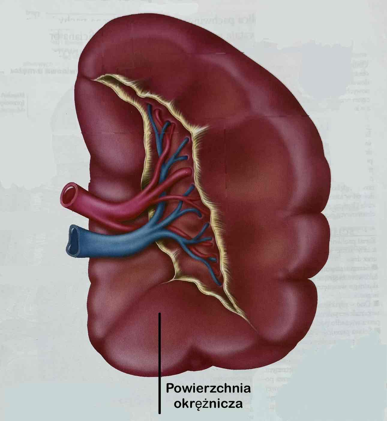 <p>Facies colica</p><p>Powierzchnia sąsiadująca z lewym zagięciem okrężnicy</p>