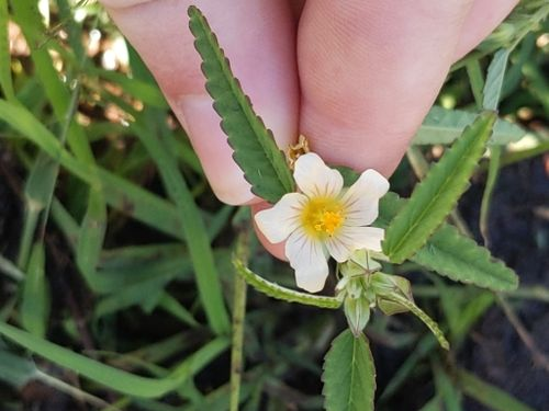 <p>Synapomorphies; spiny stipule where leaf attaches, lanceolate leaves with serrated margins</p><p>Characteristics: yellow flowers with fused calyx, presence of epicalyx (extra whorl of bracts below calyx)</p>