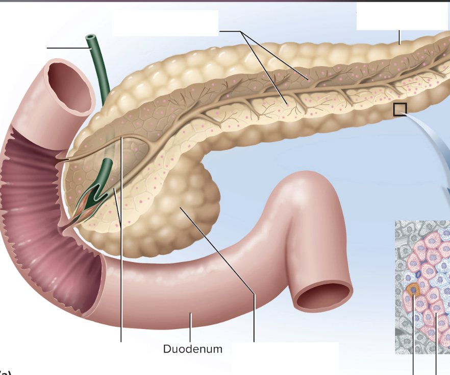 <p>Label this diagram of the pancreas</p>