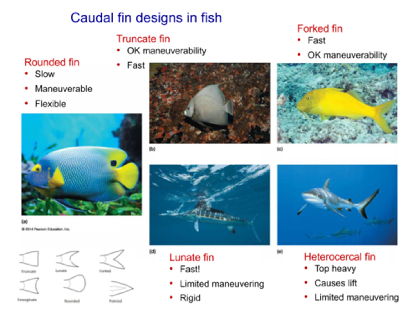<p>- Rounded Fin: slow, manueverable, and flexible</p><p>- Truncate Fin: okay maneurvaribility and fast</p><p>- Forked Fin: okay maneuverability and fast</p><p>- Lunate fin: very fast, but rigid with limited maneurvaribility</p><p>- Heterocercal fin: top heavy, causes lift (useful for sharks as they do not have swim bladders), limited maneuverability</p>