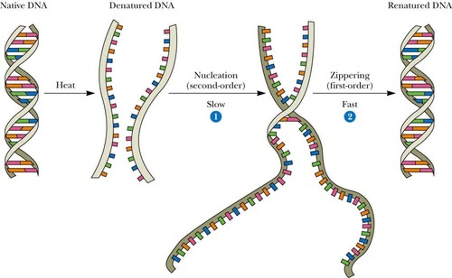 <p>Reassociation of denatured DNA strands into duplex.</p>