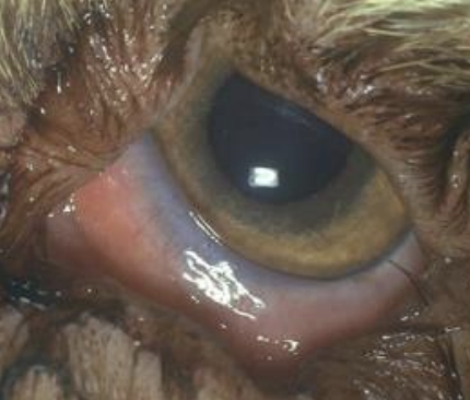 <p>What is the term for an outward eyelid margin, found in Basset hounds and bloodhounds?</p>