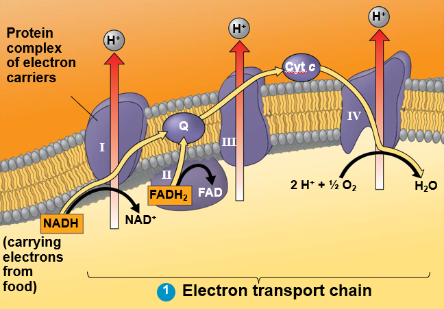 <p>Complex III (Electron transport chain)</p>