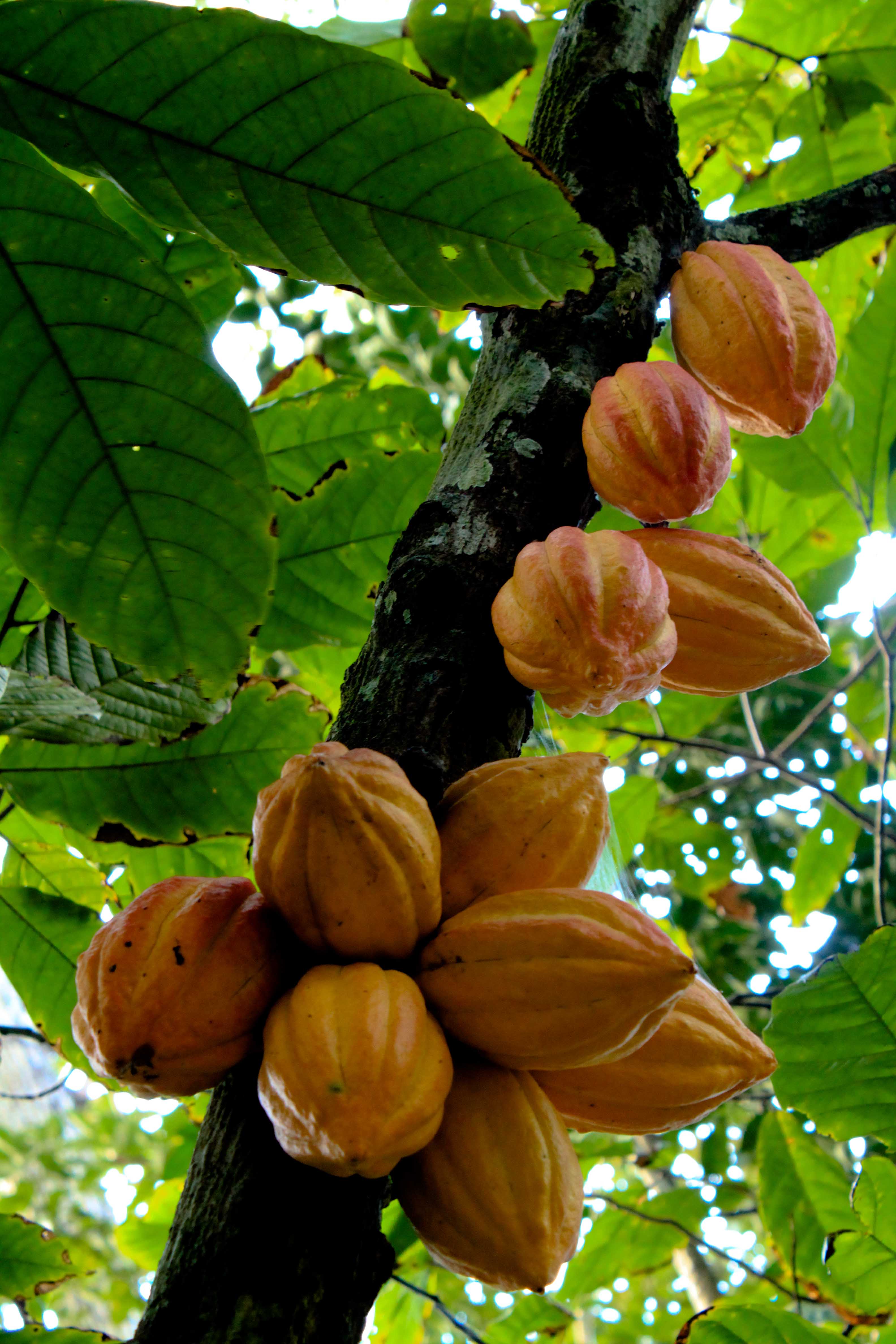 <p>eudicot; cocoa; seeds are used to produce chocolate</p>