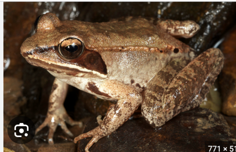 <p>wood frog&nbsp;</p>
