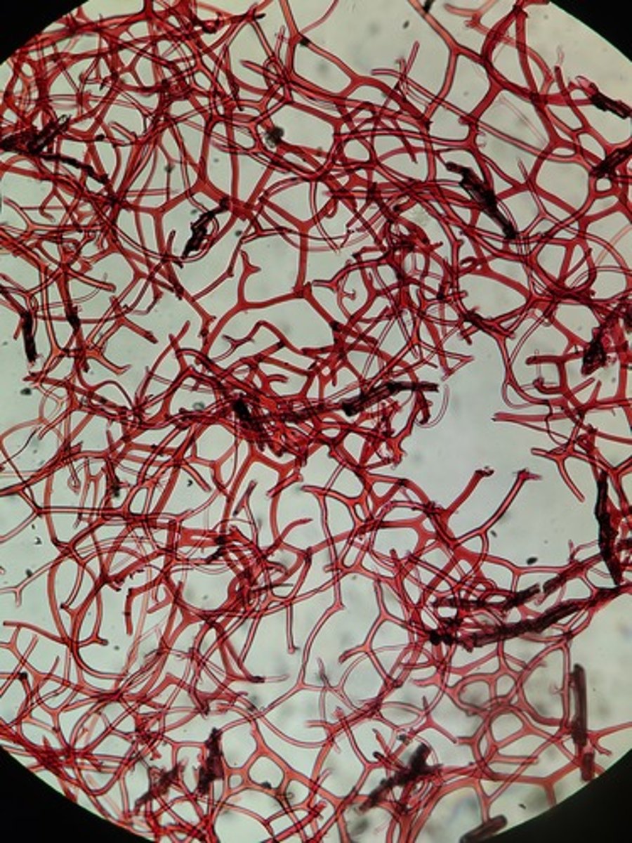 <p>Identify Taxonomy</p>