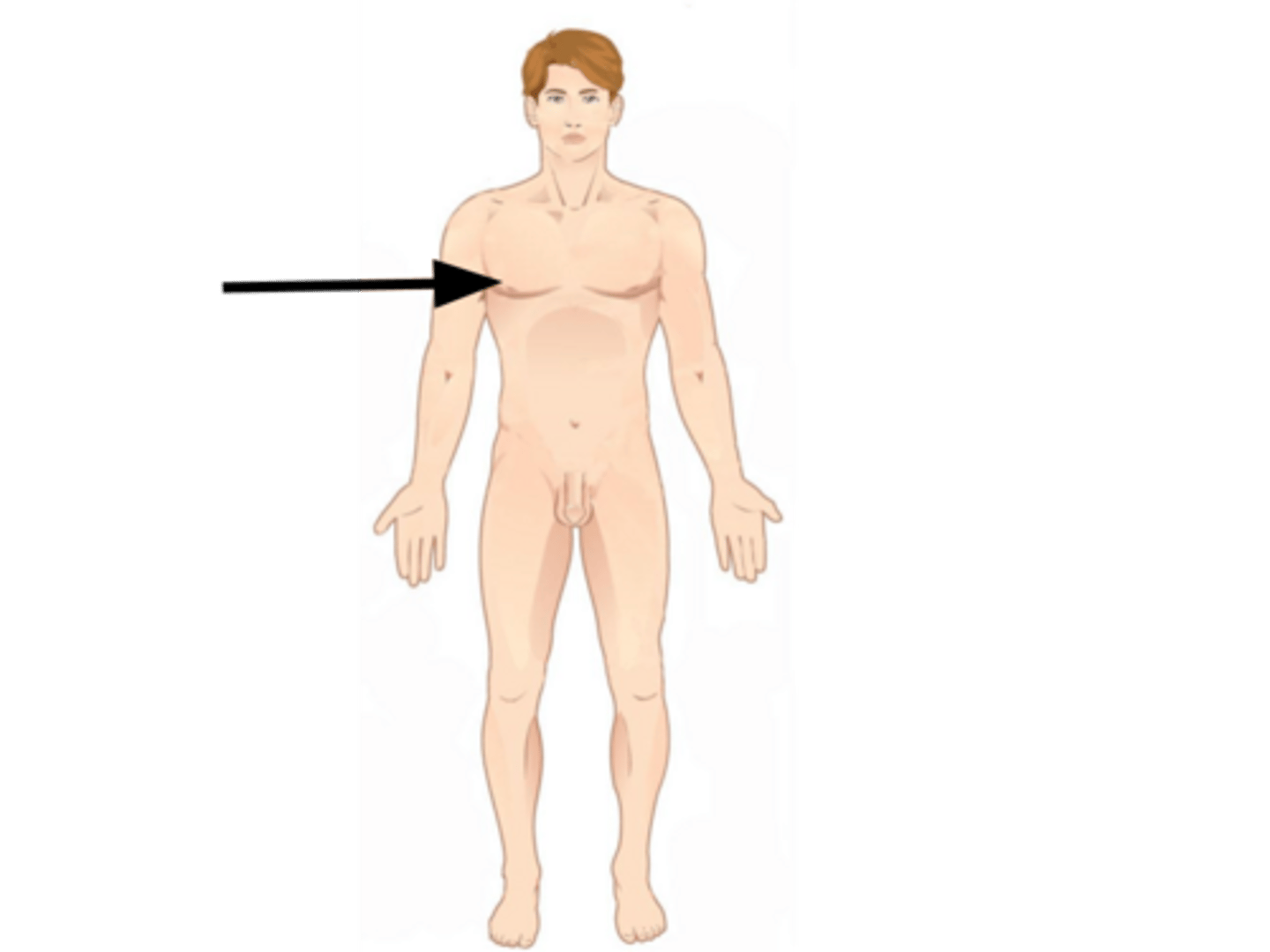 <p>the area around the breast</p>