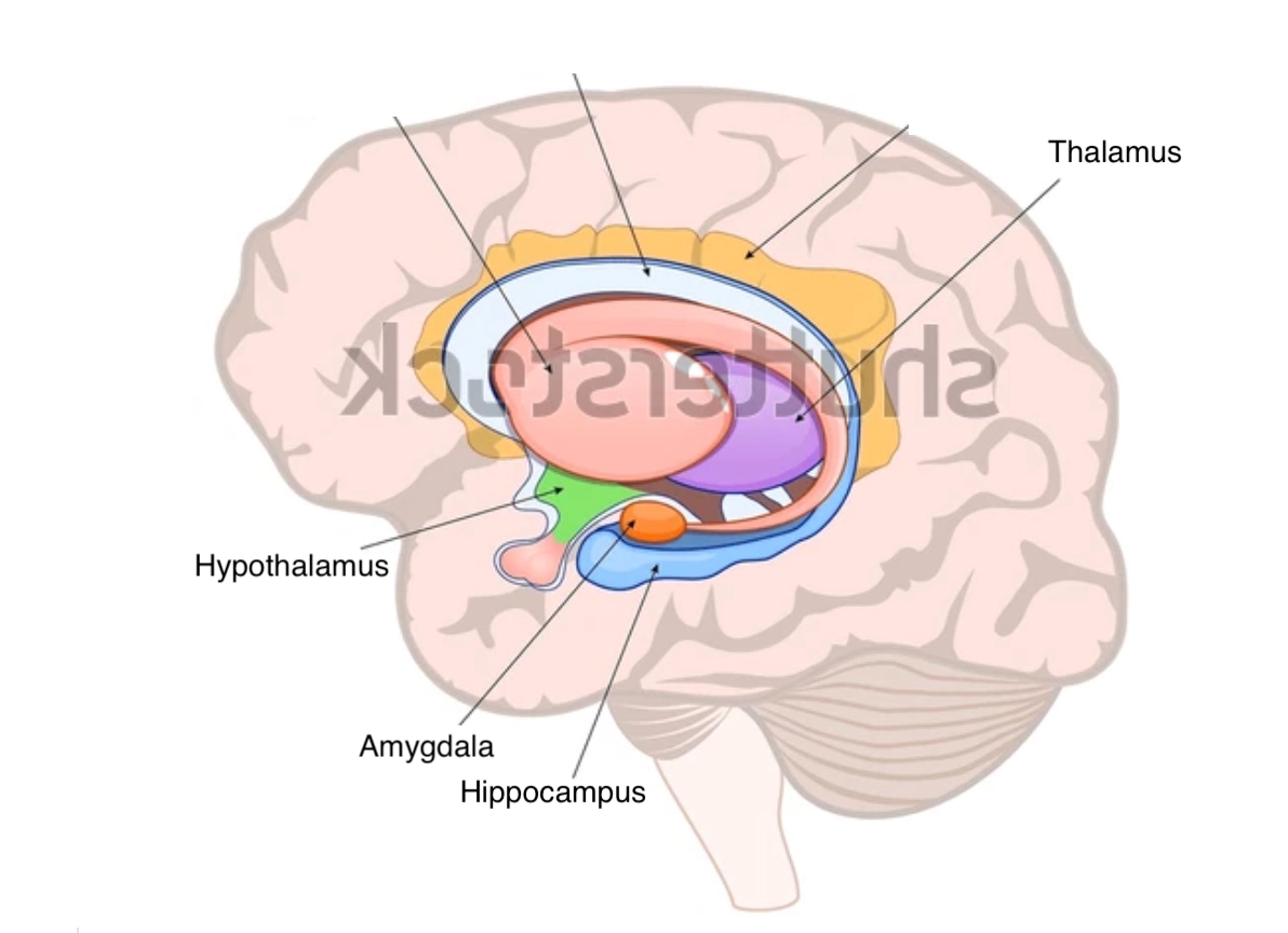 <p>Thalamus, hypothalamus, amygdala, hippocampus</p>