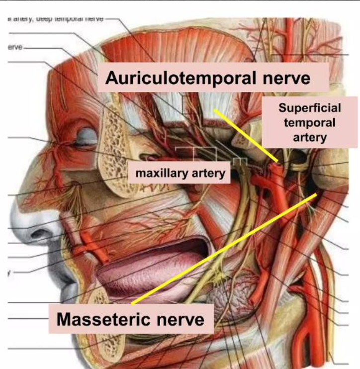 <p>Blood supply of TMJ</p>