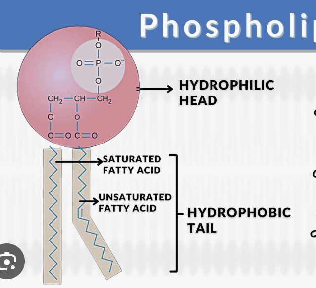 <ul><li><p>Hydrophobic fatty acid tail</p></li><li><p>Hydrophilic phosphate head</p></li></ul><p></p>