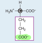 <p>Glutamic acid (Negative)</p>