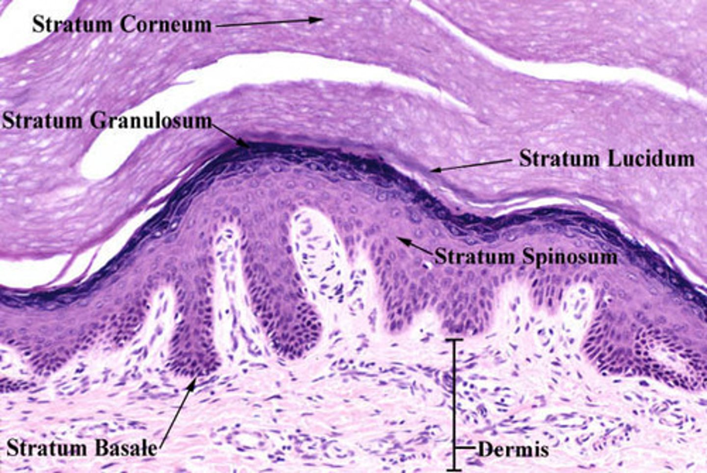 <p>DEFINITION</p><p>deepest layer of epidermis; one row of actively mitotic stem cells; some newly formed cells become part of the more superficial layers; (10-25%) melanocytes and some dendritic cells</p>