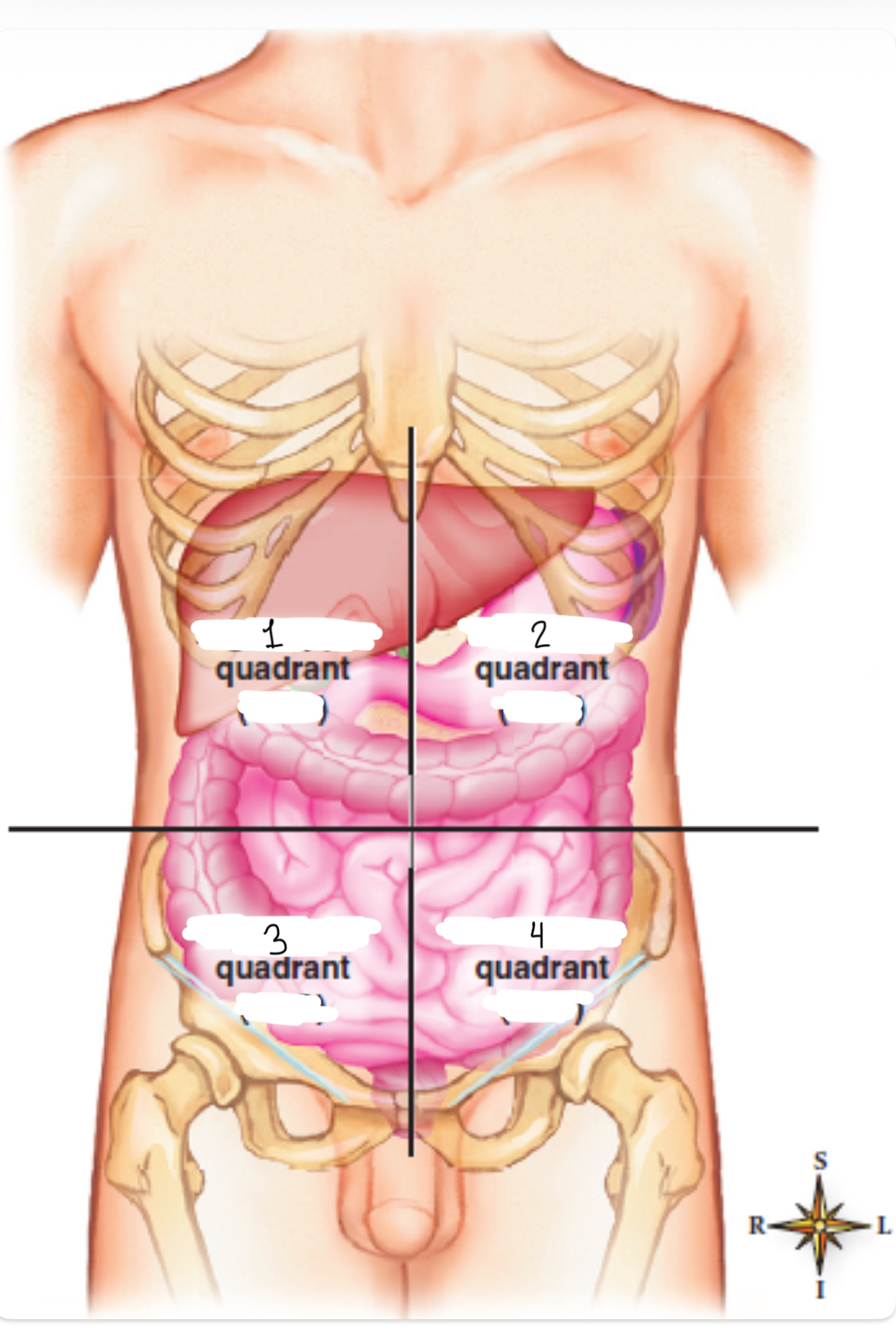 <p>What’s 1 and 2</p>