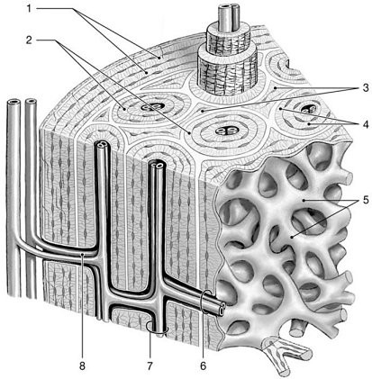 <p>Four</p>