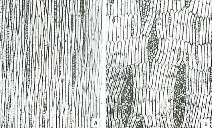 <p>Locate fusiform initials, and ray initials</p>
