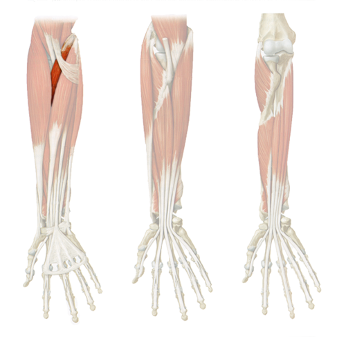 pronates forearm