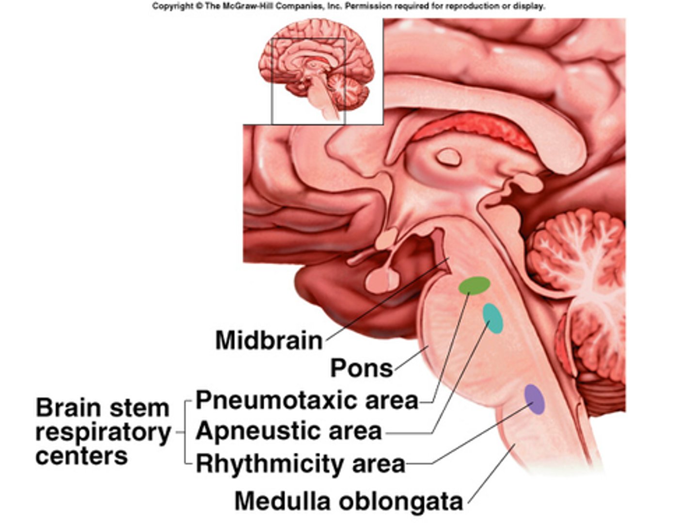 <p>autonomic centers located in the medulla oblongata and the pons that establish breathing rate and depth</p>