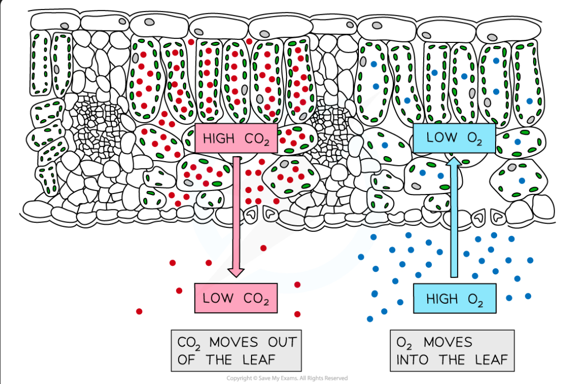 <p>Carbon dioxide moves out of the leaf</p><p>Oxygen moves into the leaf</p>