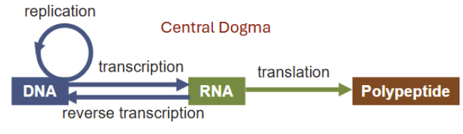 <ul><li><p>DNA is an information molecule: <strong><u><mark data-color="yellow" style="background-color: yellow; color: inherit;">genetic information is encoded in the sequence of bases</mark></u></strong></p></li><li><p>Central Dogma describes the one-way flow of genetic information within a biological system: DNA —> RNA —> protein</p></li></ul><p></p>