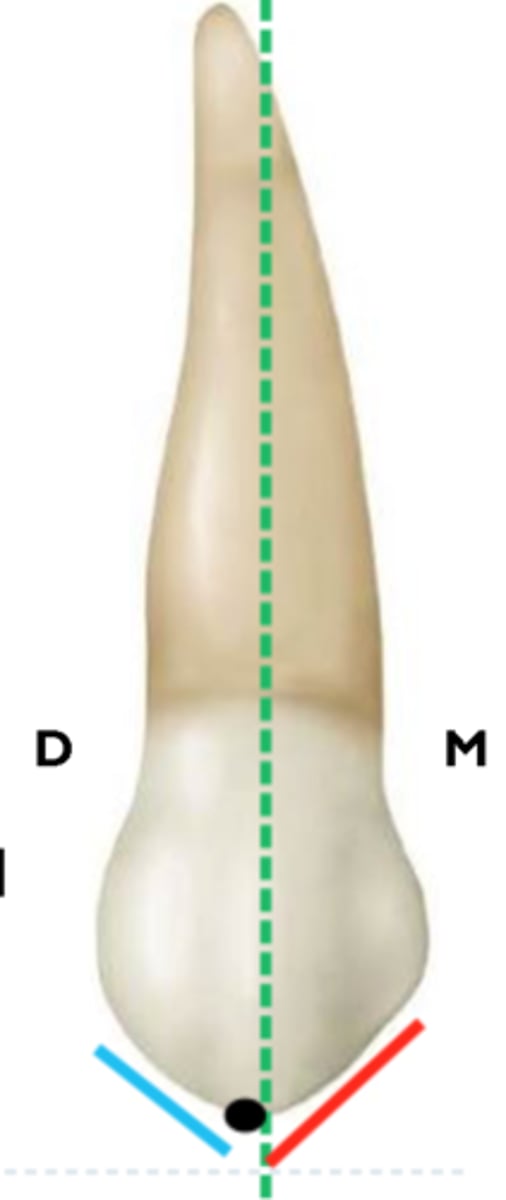 <p>distal</p>