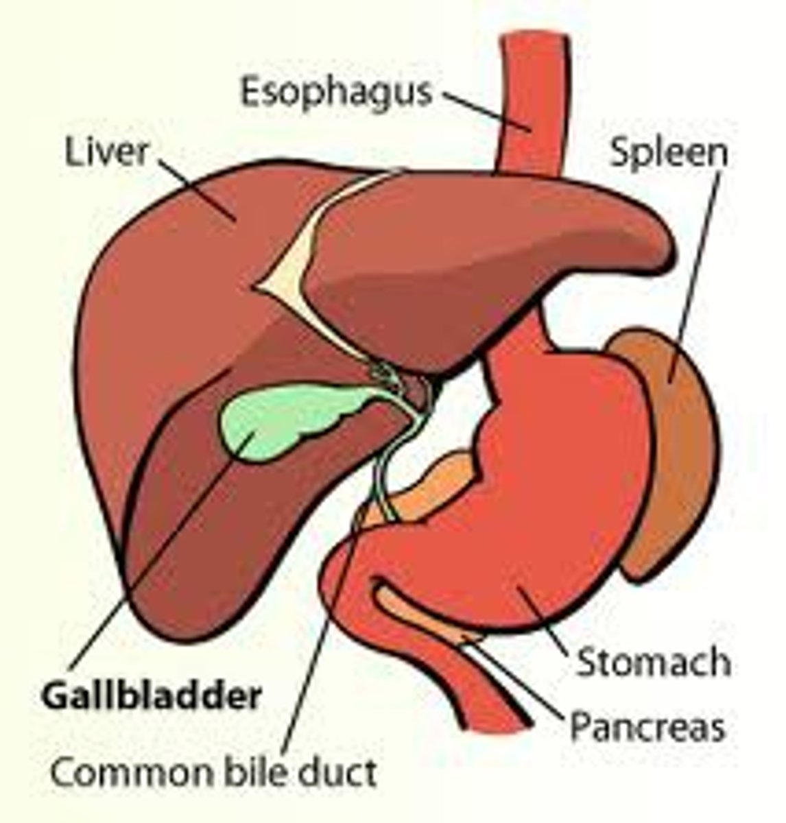 <p>gallbladder</p>