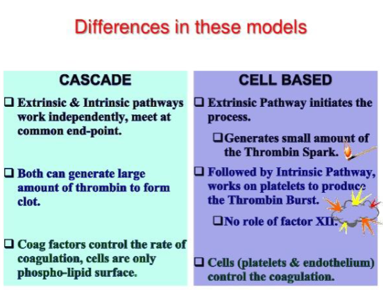 <ul><li><p>coag cascade</p><ul><li><p>extrinsic/intrinsic pathways work independently &amp; meet at common end point</p></li><li><p>both make large amt of thrombin to form clot</p></li><li><p>coag factors control rate of coagulation, cells = phospholipid surface</p></li></ul></li><li><p>cell based</p><ul><li><p>extrinsic pathway initiates process—generates small amt of thrombin @ thrombin spark</p></li><li><p>followed by intrinsic pathway—works on platelets to produce thrombin burst (no role of factor XII)</p></li><li><p>cells control the coagulation</p></li></ul></li></ul><p></p>