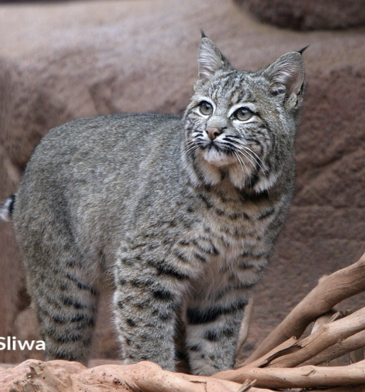 <ul><li><p>carnivore</p></li><li><p>short tail with black tip</p></li><li><p>hunt @ various times of day, crepuscular to nocturnal occasionally in the daytime</p></li><li><p>solitary</p></li></ul><p></p>