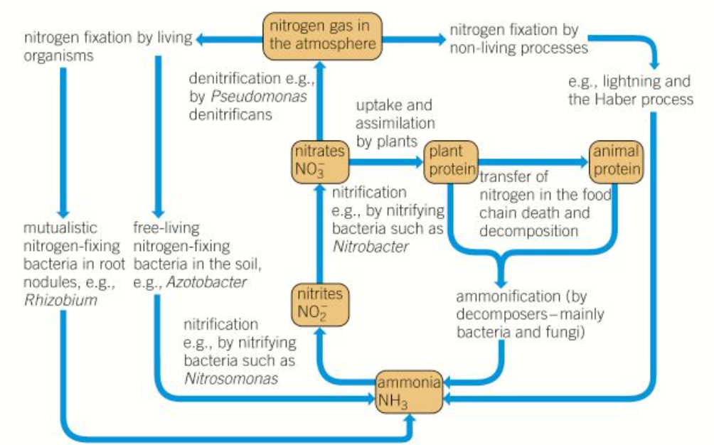 knowt flashcard image