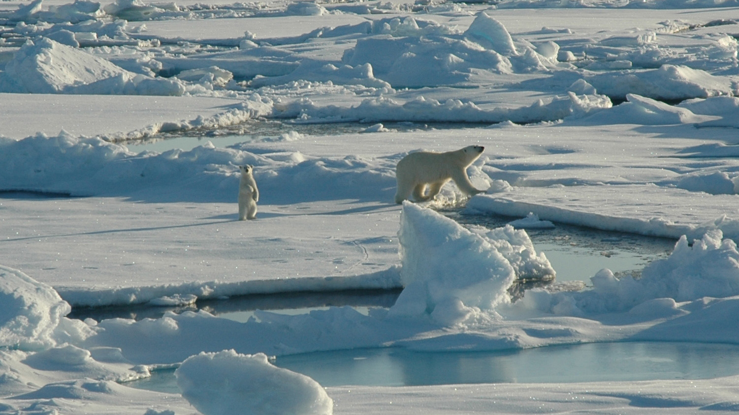 <p>Tundra </p>