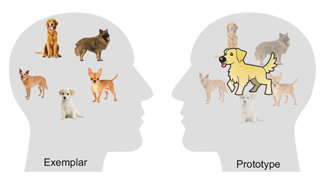 <p>Prototypes + exemplars</p><p>_______________ - <strong>People mentally take into account each experience, instance or example, of the encounters they have had with members of that category</strong></p><ul><li><p>We store exemplars in our memory</p><ul><li><p>Judge new information by its resemblance to the stored exemplars</p></li></ul></li></ul><p></p>