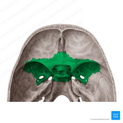 <p>embedded inside of the skull</p>