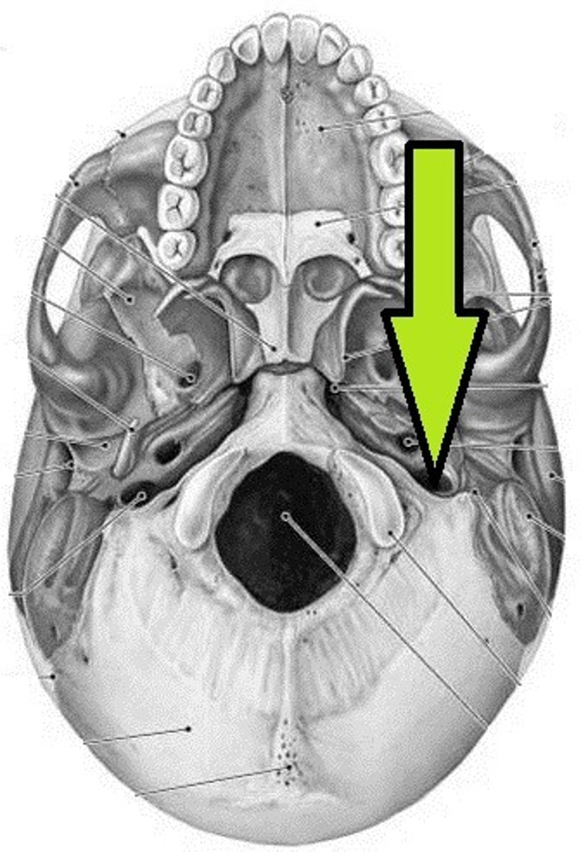 knowt flashcard image