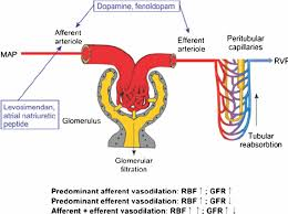 <p>GFR and blood pressure have this relationship </p>
