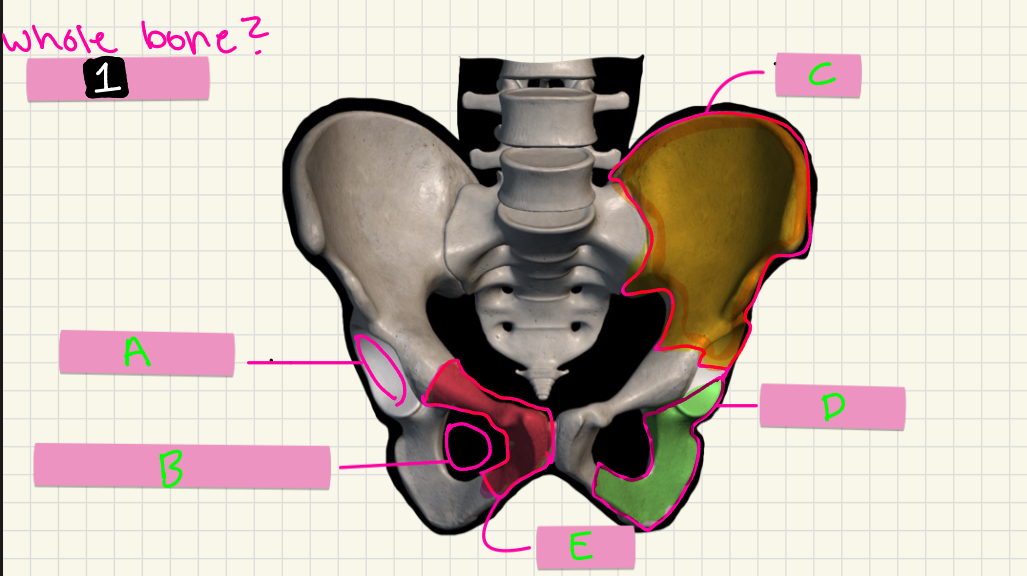 <p>What’s 1 &amp; A-B?</p>