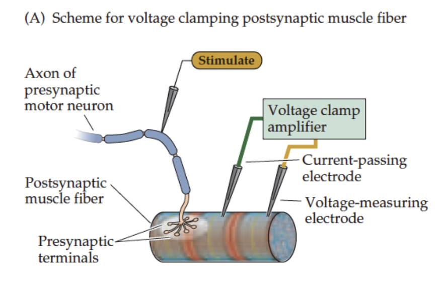 <p><strong>Voltage clamp technique</strong> is used:</p><ol><li><p>Voltage clamp the muscle fiber using <strong>2 electrodes</strong></p></li><li><p><strong>Simultaneously stimulate</strong> the presynaptic motor neuron → ACh release</p></li><li><p>Record <strong>macroscopic EPCs</strong> in response to ACh</p></li></ol><ul><li><p>This allows determination of <strong>ion fluxes</strong> (Na⁺, K⁺) through nACh receptors at the NMJ</p></li></ul><p></p>