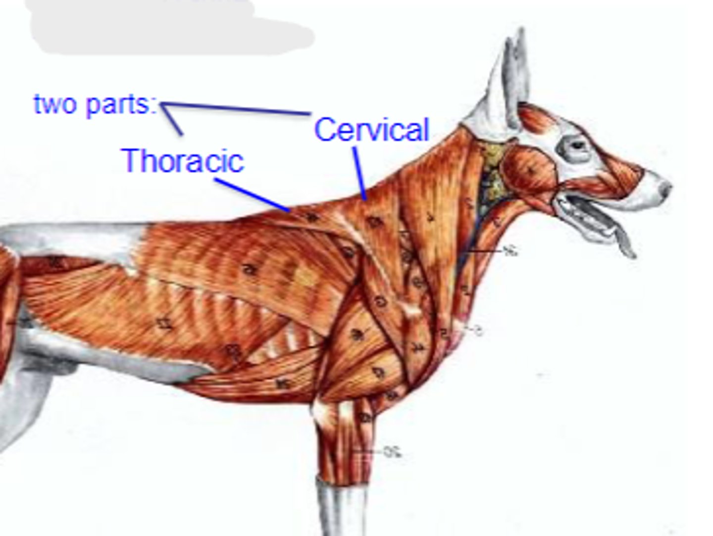 <p>Insertion of trapezius:</p>