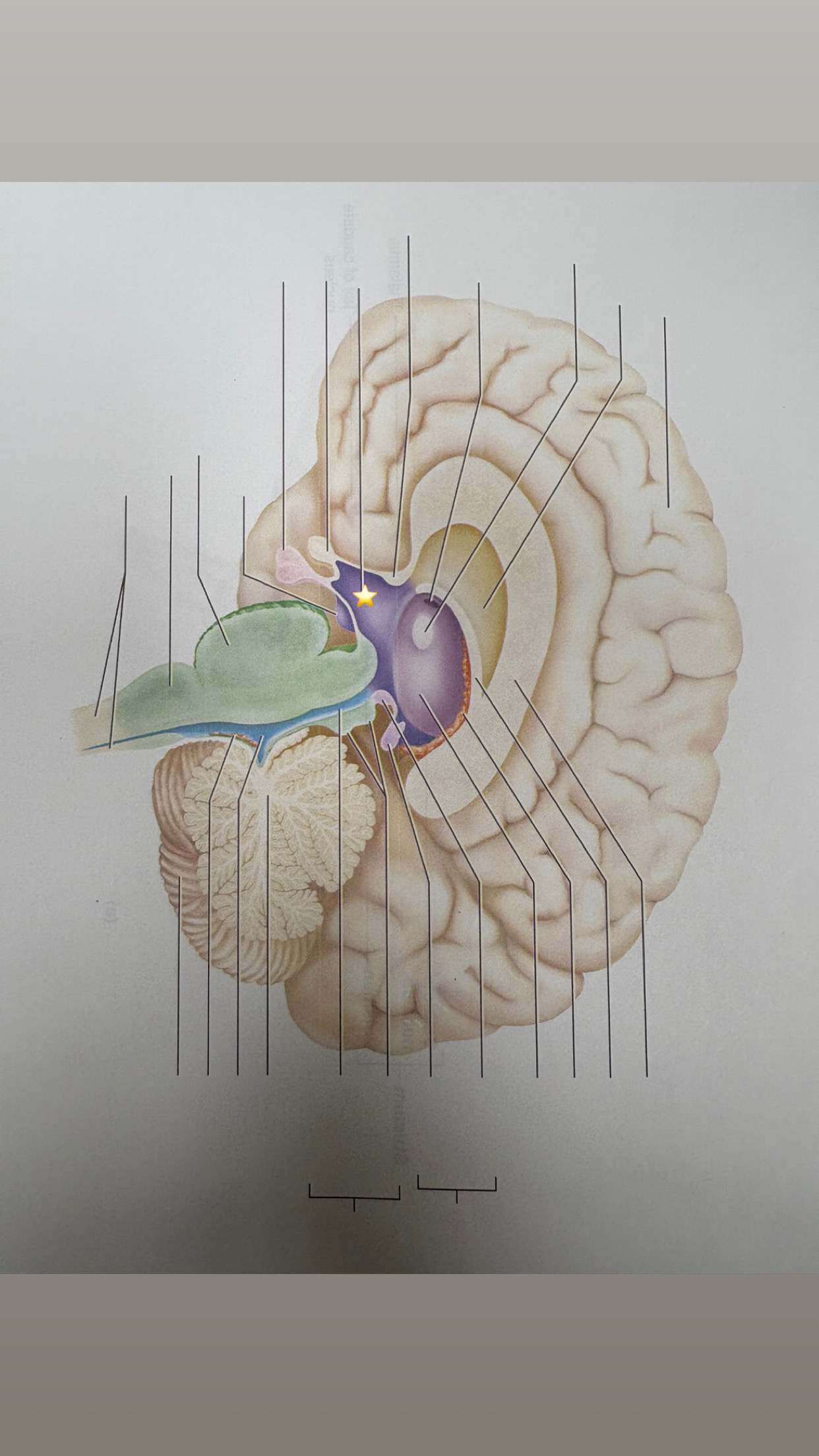 <p>name the starred structure</p>
