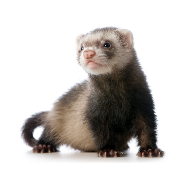 <p>Ferret</p>
