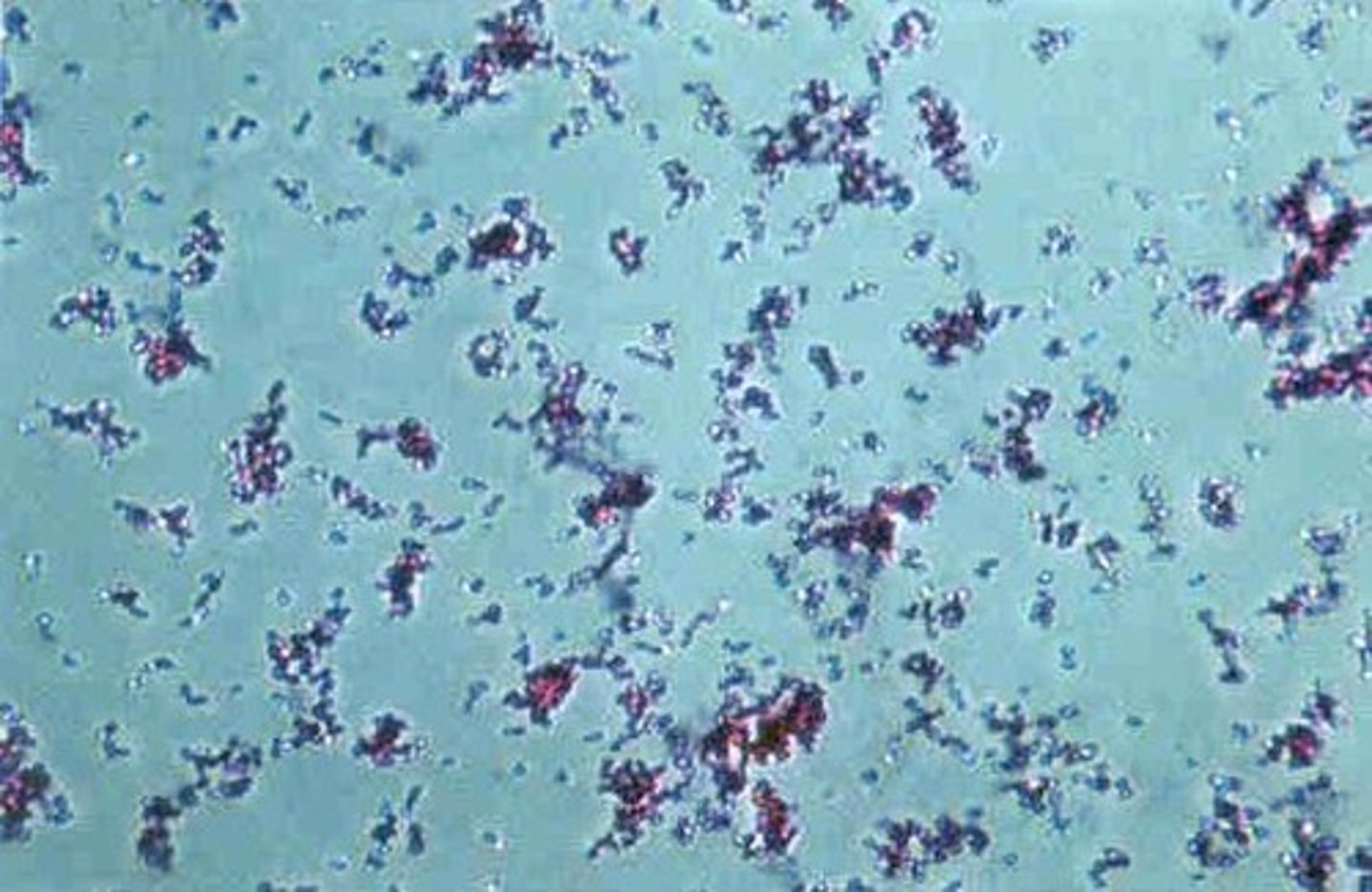 <p>- Free living soil bacterium</p><p>- Converts nitrogen to ammonia</p>