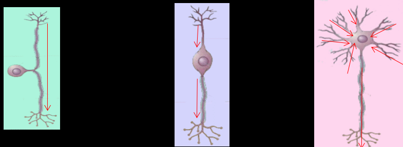 <p>Clasificación Estructural de las Neuronas</p>