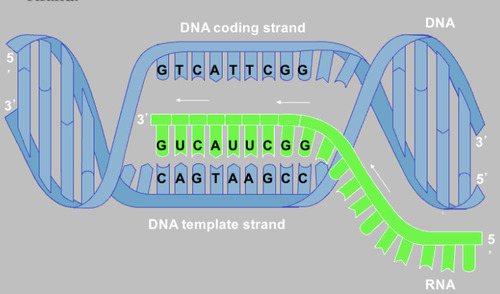 <p>The new RNA strand, made during transcription, is formed by incorporating nucleotides that are complementary to the template strand. So, we the RNA strand is therefore identical to the coding strand, except that the RNA has ________ instead of T.</p>