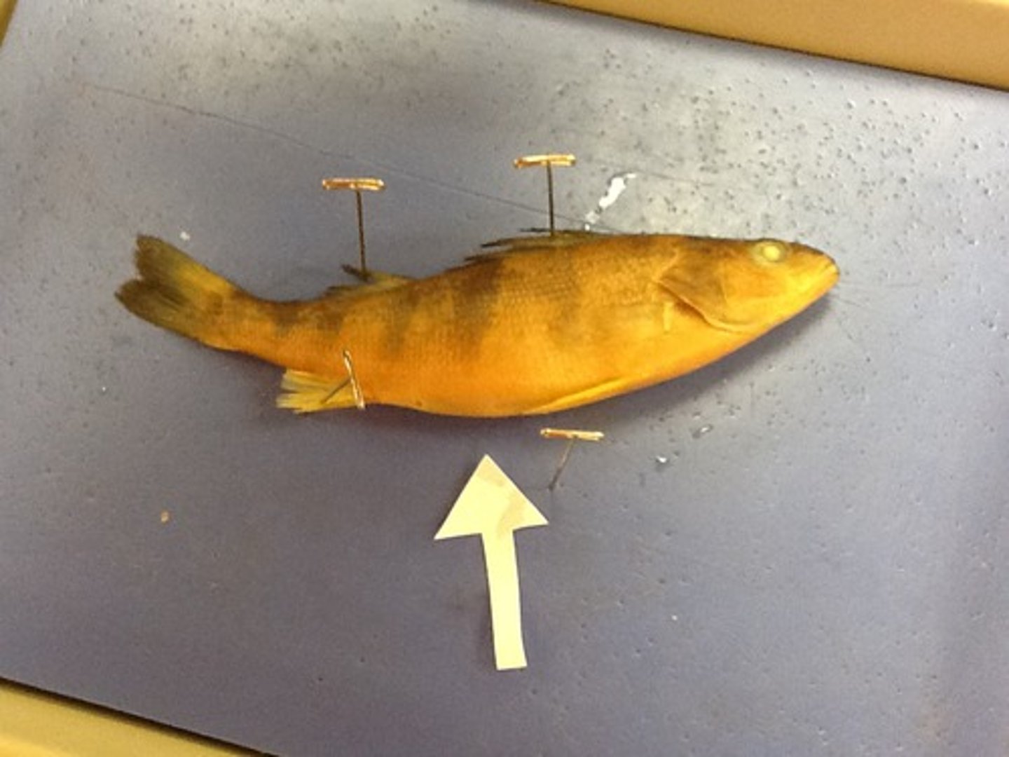 <p>Bottom or belly side</p>