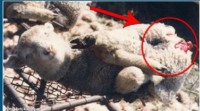 <ul><li><p>Cutting off flesh/skin at 6-12 weeks old, from the perineum of Merino sheep to reduce the incidence of fly strike </p></li><li><p>Inherently painful and controversial; illegal in some countries (NZ, Argentina, forbidden in EU. legal in US and Australia) </p></li><li><p>should be used as a last resort. </p></li></ul>