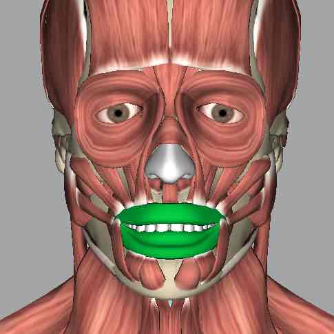 <p>Muscle that closes and protrudes the lips.</p>