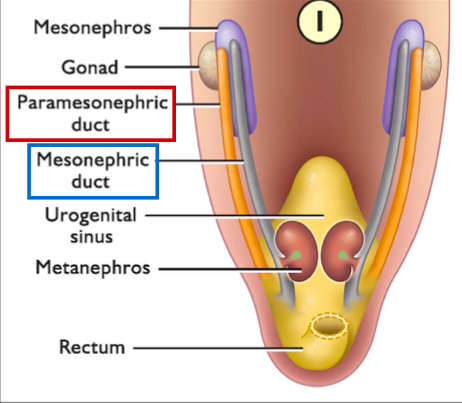 <p>developing reproductive system that contains both the mesonephric (male) and paramesonephric (female) duct.</p>