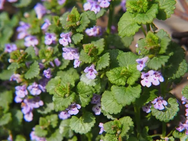 <p>Glechoma hederacea (G. Hederacea subsp. hederacea) - Lamiaceae</p>
